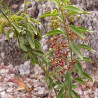 Vincetoxicum fasciculatum (Buch.-Ham. ex Wight) Kuntze